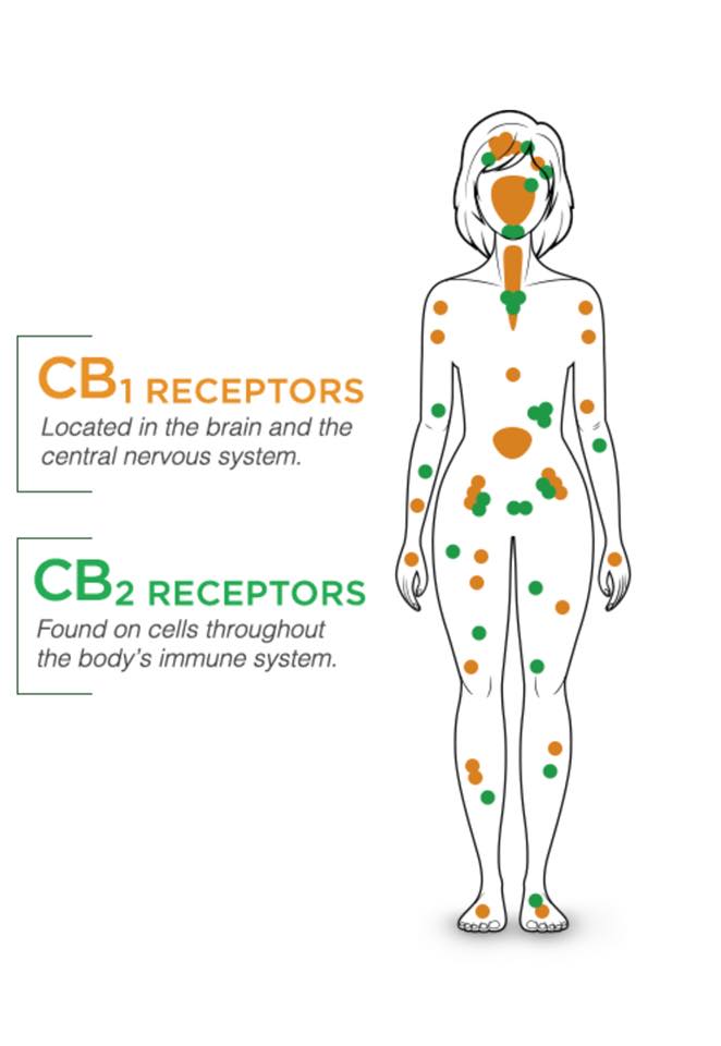 ENDOCANNABINOID RECEPTORS